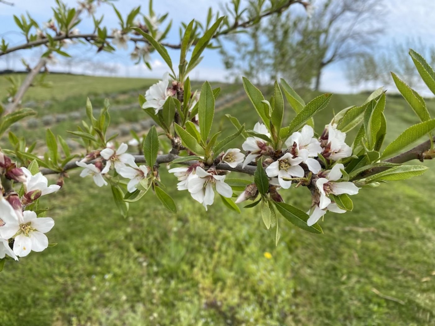 Die zarten weissen Mandelblüten zeigen sich mit den ersten Blättern. 