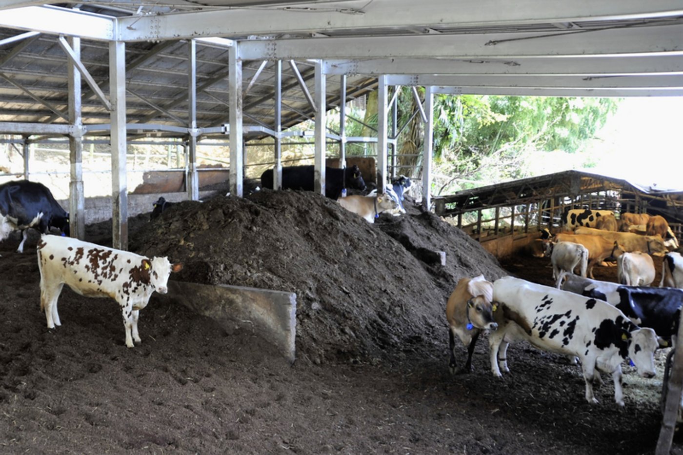 Im Kuhstall benutzt Isonuma Kaffeesatz als Boden. Der Stall duftet deshalb nach Kaffee statt nach Mist. 