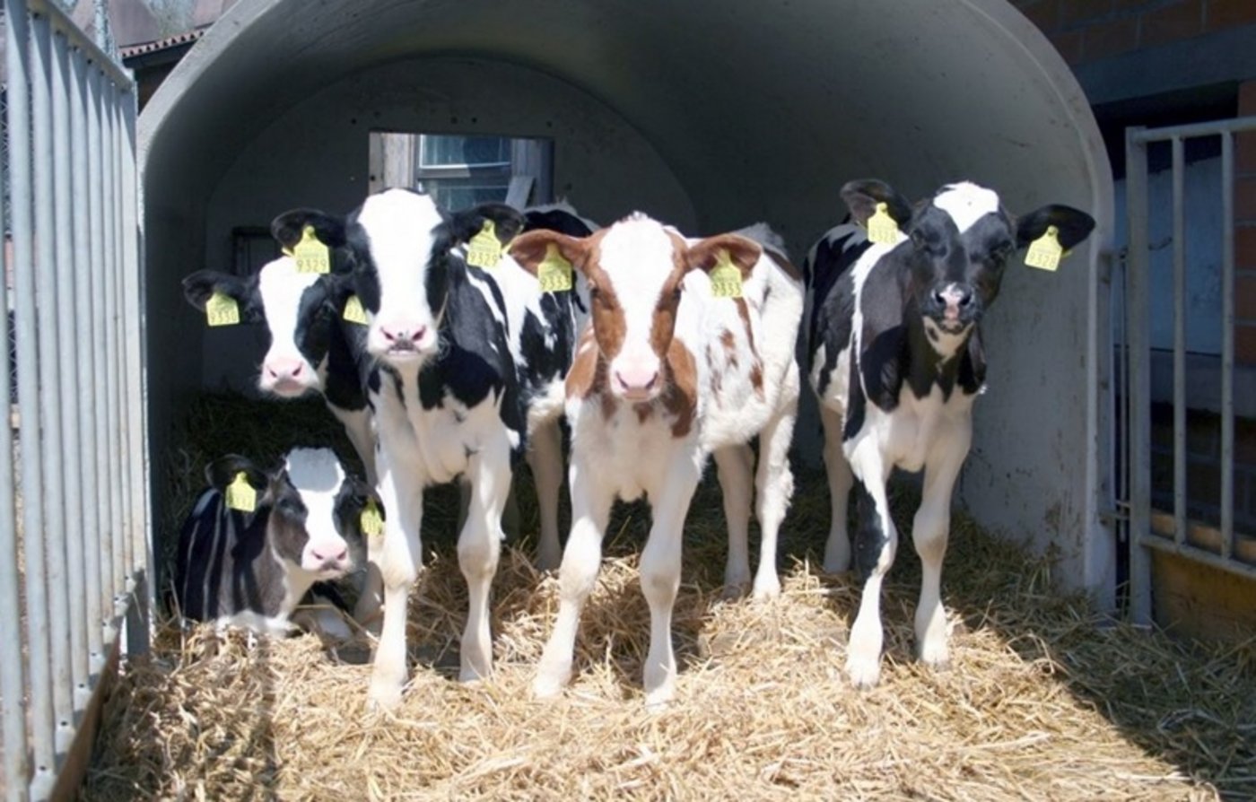 Nicht alle sind so fit: Kälber die unter Selenmangel leiden, können nicht mehr richtig schlucken. (Bild zVg)