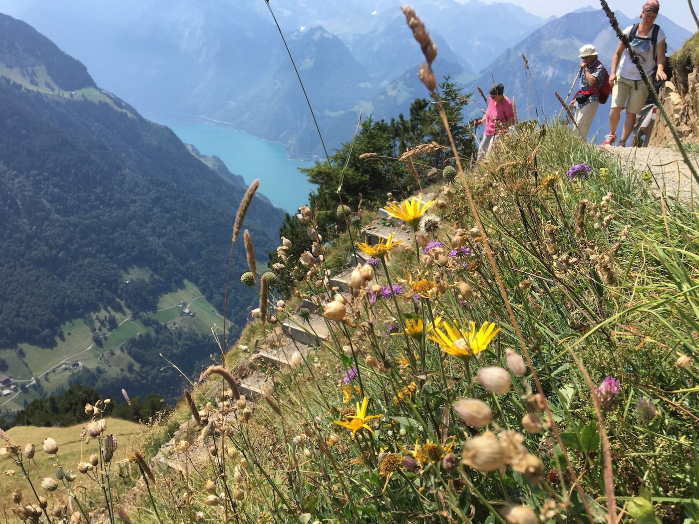 Wildheuwiesen am viel begangenen Gratwanderweg zwischen Klingenstock und Fronalpstock auf dem Stoos, hoch über dem Riemenstaldertal im Kanton Schwyz. (Bilder Js)