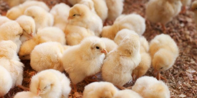 Küken im Stall. (Bild: Adobe Stock)
