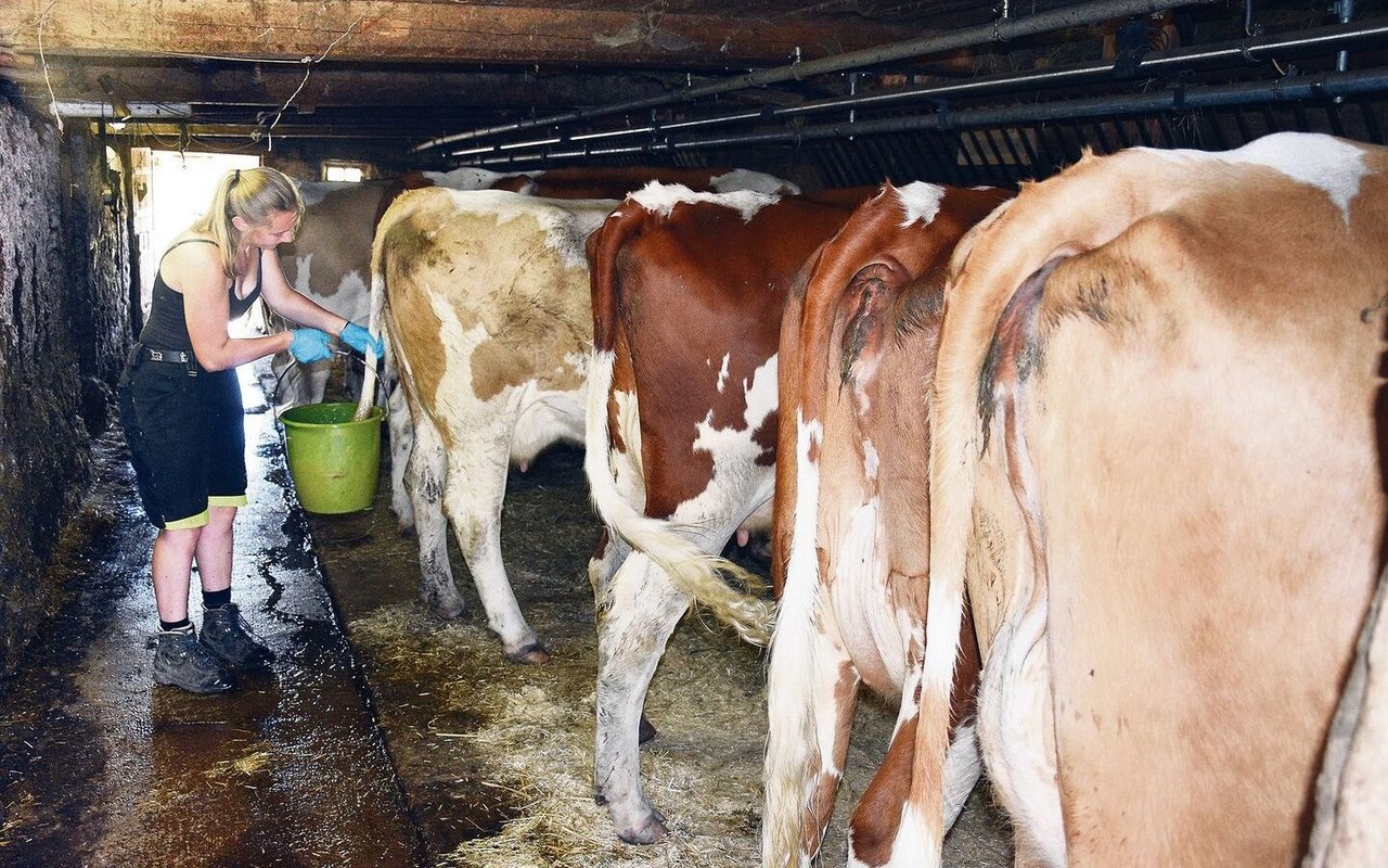 Martina Stucki hat gerne saubere Kühe. Die gelernte Malerin ist in jeder freien Minute auf der Alp.