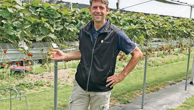 Hagen Thoss vom Strickhof zeigt die Erdbeeren in der Stellagen-Anlage. Angesichts zunehmender Wetterschwankungen könnte diese überdachte und eingenetzte Anbautechnik an Bedeutung gewinnen.(Bilder Alexandra Stückelberger)