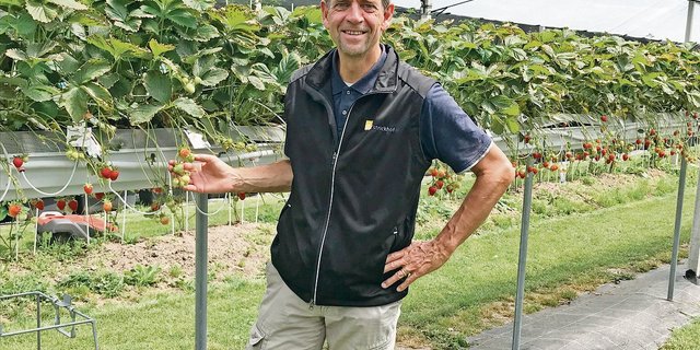 Hagen Thoss vom Strickhof zeigt die Erdbeeren in der Stellagen-Anlage. Angesichts zunehmender Wetterschwankungen könnte diese überdachte und eingenetzte Anbautechnik an  Bedeutung gewinnen.(Bilder Alexandra Stückelberger)