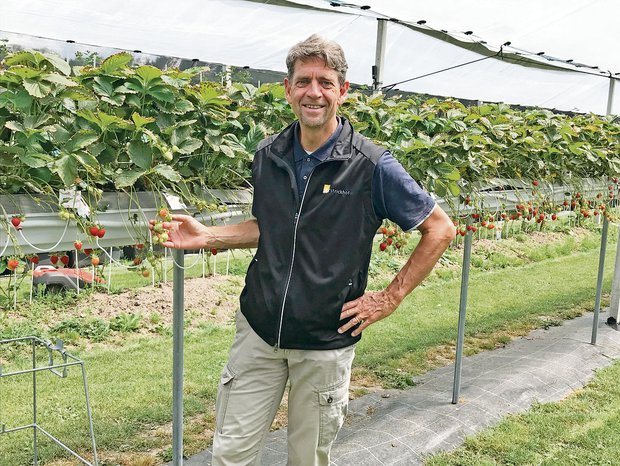 Hagen Thoss vom Strickhof zeigt die Erdbeeren in der Stellagen-Anlage. Angesichts zunehmender Wetterschwankungen könnte diese überdachte und eingenetzte Anbautechnik an Bedeutung gewinnen.(Bilder Alexandra Stückelberger)