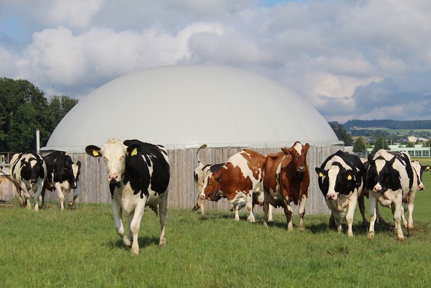 Bildlegende: Die landwirtschaftliche Biogasanlage der Familie Bigler in Moosseedorf BE hat nun die Aussicht auf gute Unterstützung aus der Politik. (Bild Ökostrom Schweiz)