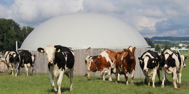 Bildlegende: Die landwirtschaftliche Biogasanlage der Familie Bigler in Moosseedorf BE hat nun die Aussicht auf gute Unterstützung aus der Politik. (Bild Ökostrom Schweiz)