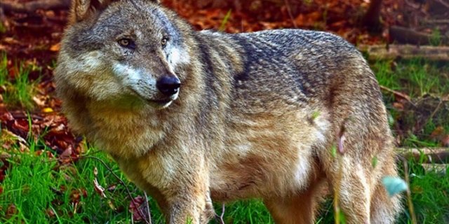 Im St. Gallischen ist immer mal wieder ein Wolf unterwegs. (Symbolbild Rudolpho Tuba/pixelio.de) 