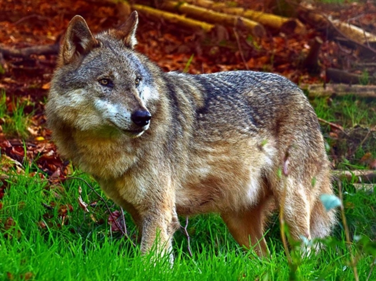 Im St. Gallischen ist immer mal wieder ein Wolf unterwegs. (Symbolbild Rudolpho Tuba/pixelio.de) 