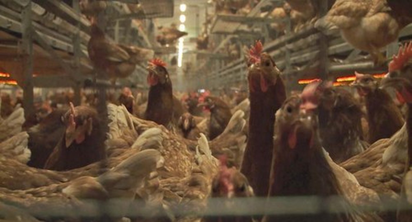 Zustände in ausländischen Betrieben erinnern laut Kassensturz an die Käfighaltung. (Bild: zVg)