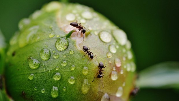 Gartenameisen erfüllen verschiedene Aufgaben im Ökosystem. So verbreiten sie z.B. Pflanzensamen. Ein Beispiel aus dem Garten: Pfingstrosen können ihre Blütenknospen oft nicht ohne Hilfe von Ameisen öffnen. (Bild Pixabay) 