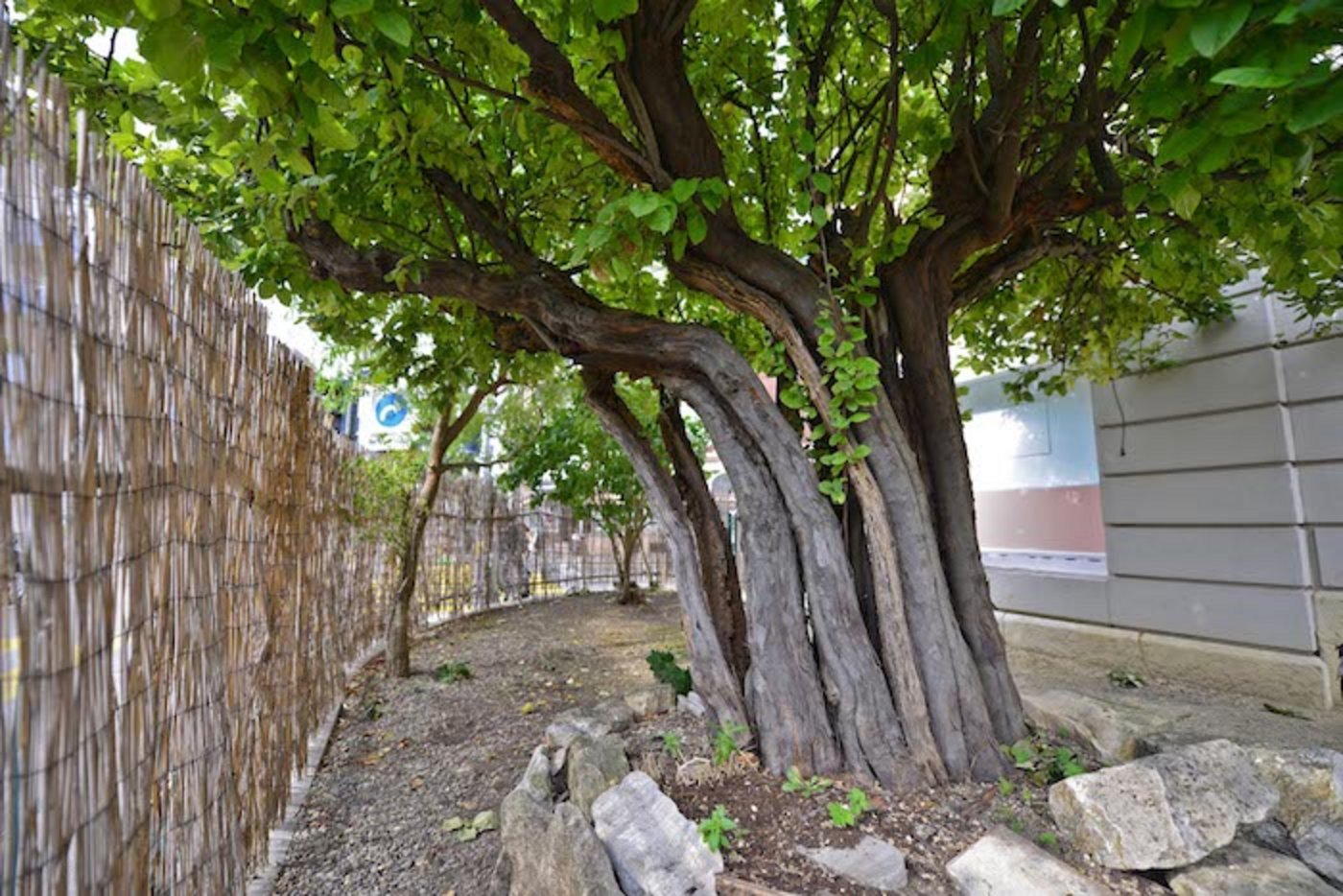 «Basilea» ist eine der ältesten Quittenbäume der Schweiz mit gegen 150 Jahren steht mitten in der Stadt Basel im Gundeliquartier.