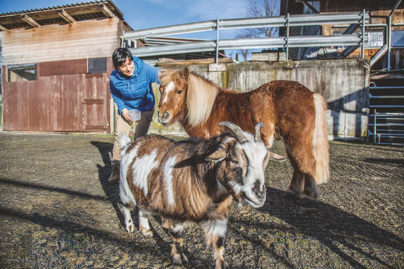 Tierische Mitarbeiter: Jolanda Stettler, Shetlandpony Tschambo und eine ihrer beiden Zwergziegen. (Foto: Pia Neuenschwander) 