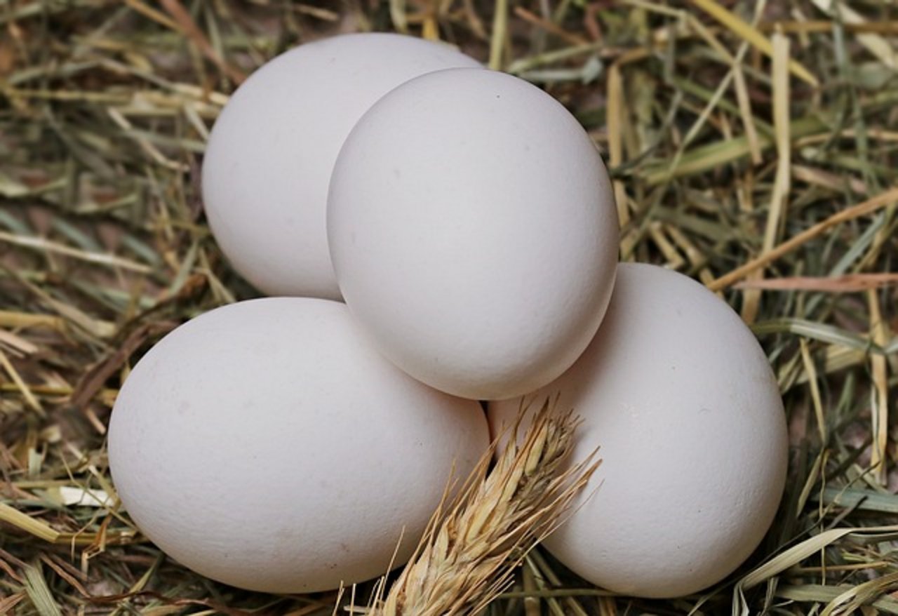 Die Schweizer Eierproduktion wird gesteigert, um der erhöhten Nachfrage gerecht zu werden. (Bild Pixabay)