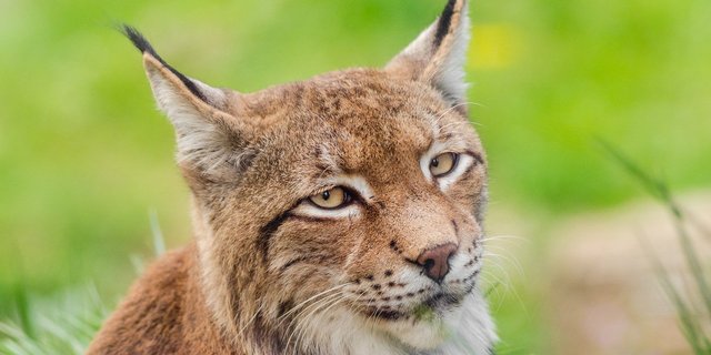 Möglicherweise machte sich ein MItarbeiter der Dienststelle für Jagd, Fischerei und Wildtiere des Kantons Wallis der Wilderei schuldig. (Bild Pixabay)