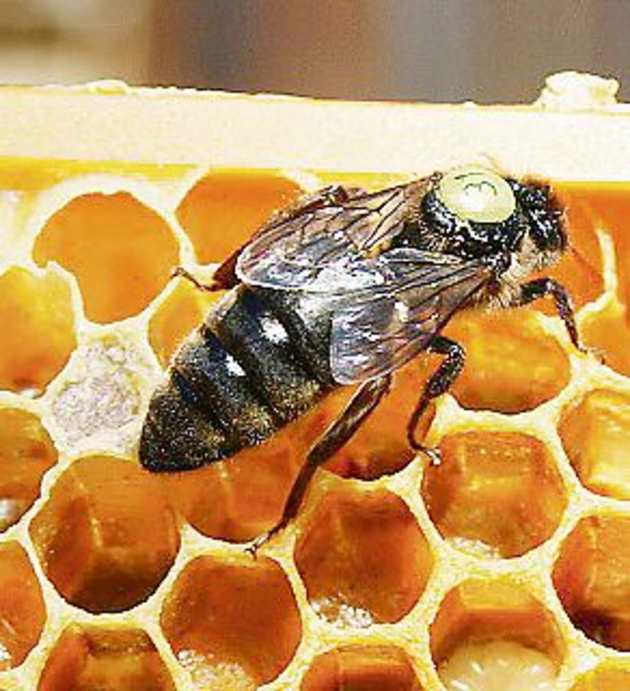Rund um die Made hat sich ein Wachszapfen gebildet. Darin entwickelt sich die Bienenkönigin. (Bilder zVg)