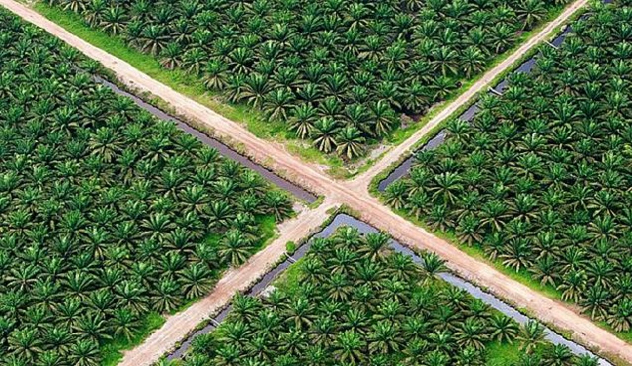Luftaufnahme einer Palmölplantage. (Bild: Helvetas/montagsmailer.ch)