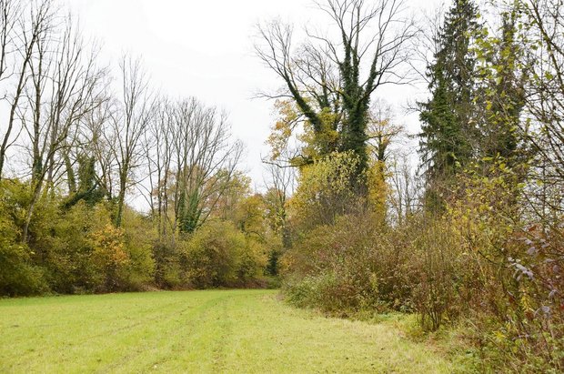 Artenreiche, gestuft Artenreiche, gestufte Waldränder sind wertvolle Lebensräume und vernetzen den geschlossenen Wald mit dem Offenland.