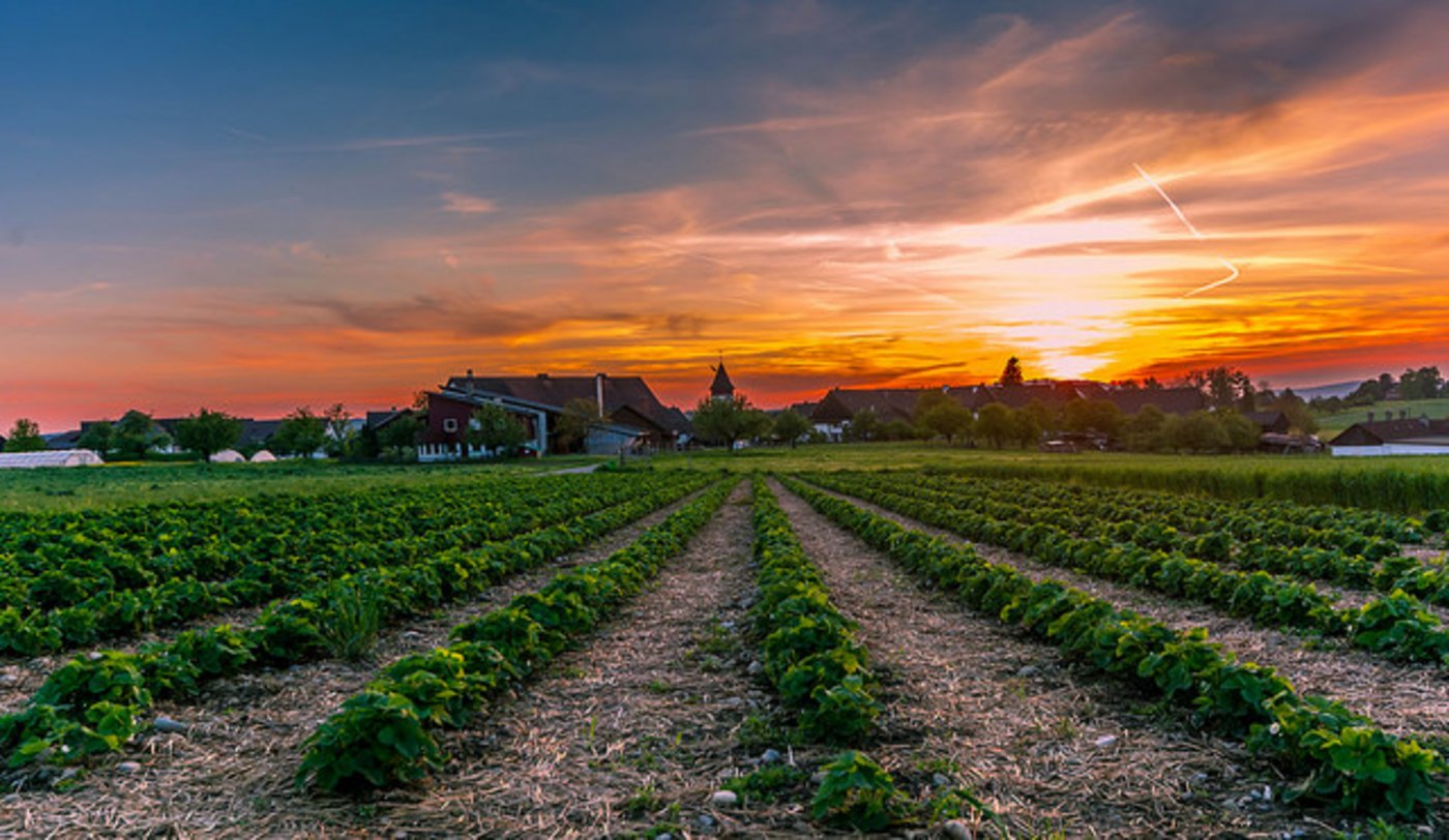 Siegerbild Kategorie Landschaft: Sunset in Opfikon. (Sivakumar Kannappan, Opfikon)