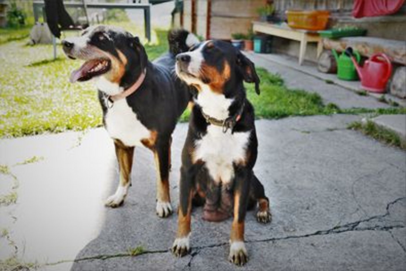 Typisch für den Appenzeller Sennenhund ist seine Dreifarbigkeit: Schwarz oder Havannabraun als Grundfarbe sowie weisse und braun-rote Abzeichen. (Bild ly)