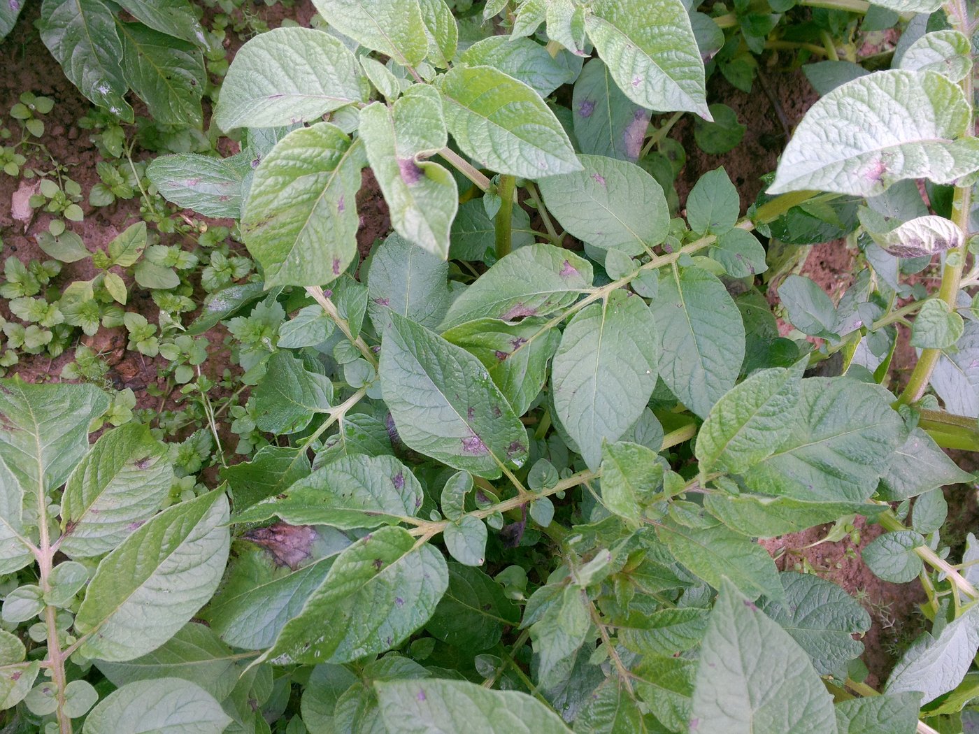 Durch die warmfeuchte Witterung sind die Kartoffeln nach wie vor durch den Krautfäuleerreger Phytophthora infestans gefährdet. Der Fungizidschutz muss aufrechterhalten werden. (Bild BauZ)