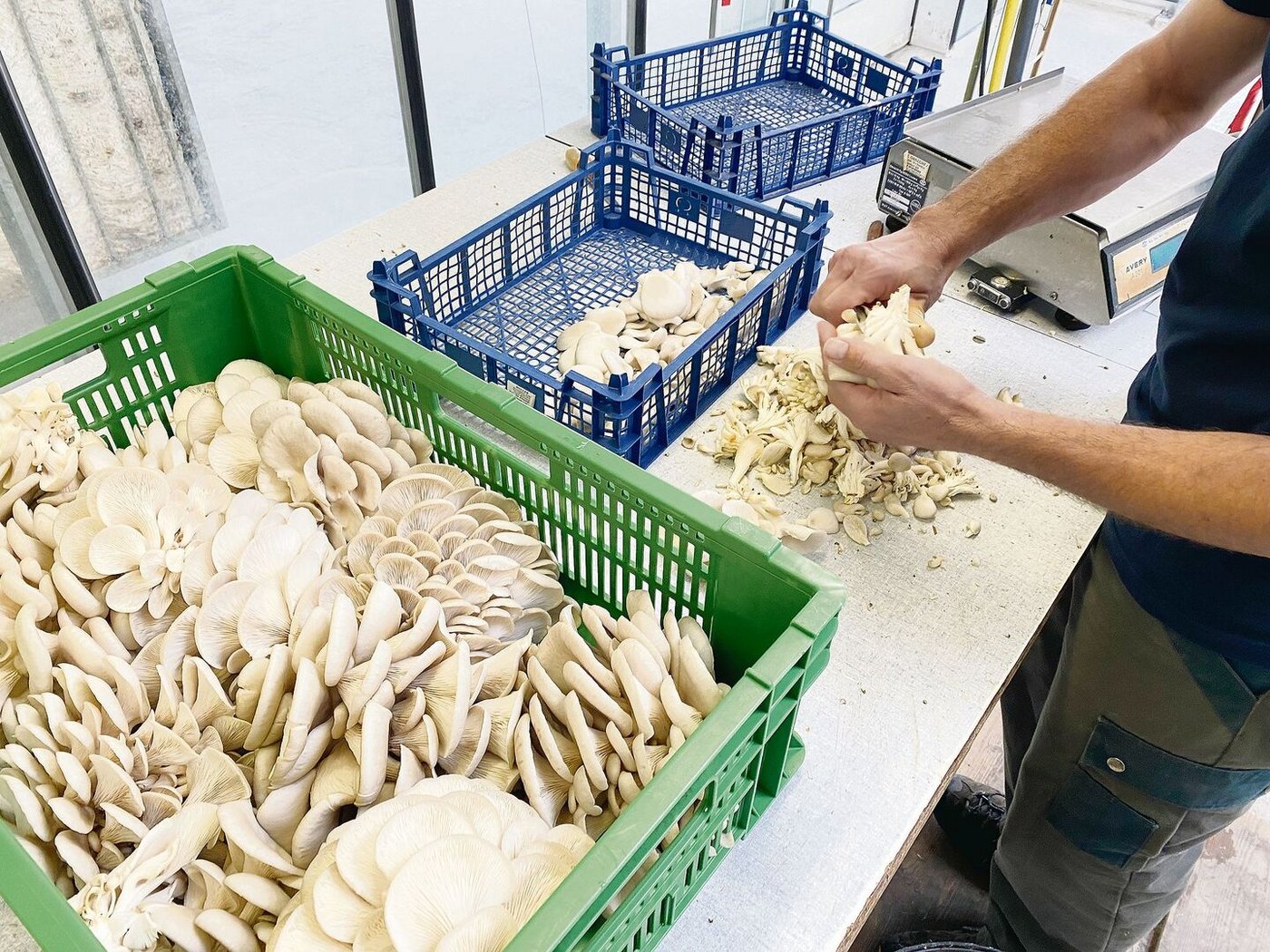 Jährlich werden zirka 20 t geerntet. Dabei braucht es Erfahrung und Geschick von den Mitarbeitenden, da die Pilze leicht brechen.