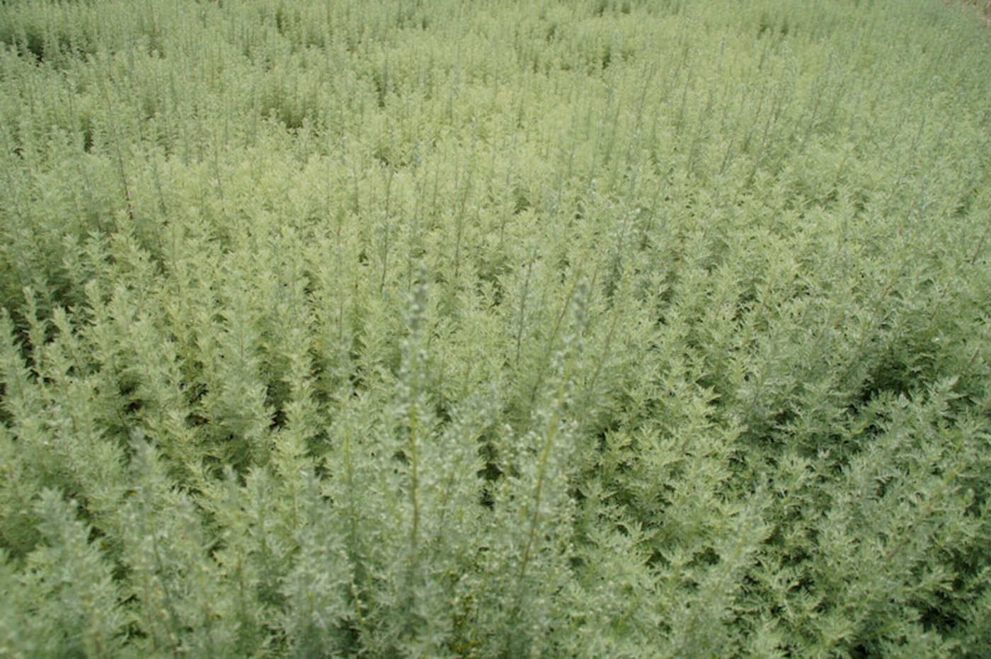 Der Kleine Wermut ist zierlich. (Bild lid)