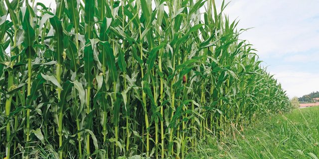 Bei der Streifenfrässaat zeichnet sich ein sehr guter Maisertrag ab. Die 25 Tage spätere Saat gegenüber der konventionellen Saat konnte nicht aufgeholt werden. Bild: Martina Rüegger