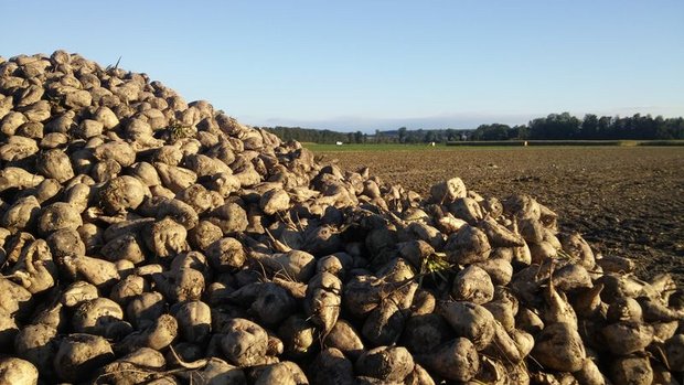 Die Anbaubereitschaft für Zuckerrüben ist in den letzten Jahren gesunken. (Bild ji)