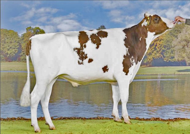 Power ist der Aufsteiger bei den Red Holstein Tjr Amnesty, der Pat-Sohn aus der Kamps-Hollow-Altitude-Familie hat viel zu bieten. (Bild KeLeKi)