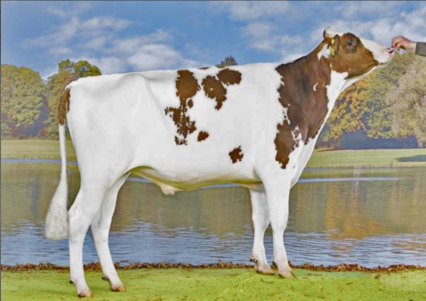 Tjr Amnesty, der Pat-Sohn aus der Kamps-Hollow-Altitude-Familie hat viel zu bieten. (Bild KeLeKi)