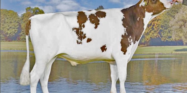 Tjr Amnesty, der Pat-Sohn aus der Kamps-Hollow-Altitude-Familie hat viel zu bieten. (Bild KeLeKi)