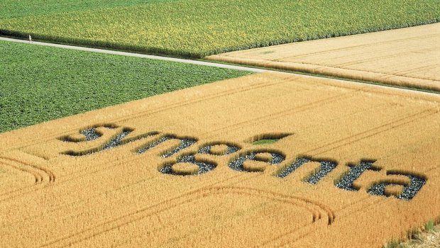 Syngenta will mit dem Good Growth Plan dafür sorgen, dass auch die Erträge von Weizen bis 2020 um 20% gesteigert werden können. Mit dieser Intensivierungsstrategie stösst der Konzern aber auf Kritik. (Bild: zVg)