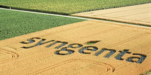 Syngenta will mit dem Good Growth Plan dafür sorgen, dass auch die Erträge von Weizen bis 2020 um 20% gesteigert werden können. Mit dieser Intensivierungsstrategie stösst der Konzern aber auf Kritik. (Bild: zVg)