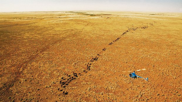Die Halbwüsten des australischen Kontinents bieten nicht viel Futter. Auf der Suche nach Gras und Wasser treibt der Lärm des Helikopters eine Rinderherde in die nächste «Weide». (Bild Scott Bridle)