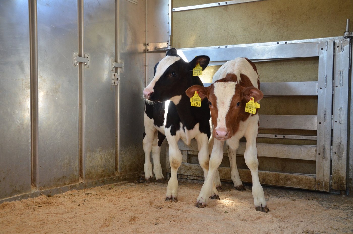 Die kleinen Tränkekälber schlagen um 20 Rp. je kg lebend ab. (Bild Aline Küenzi)