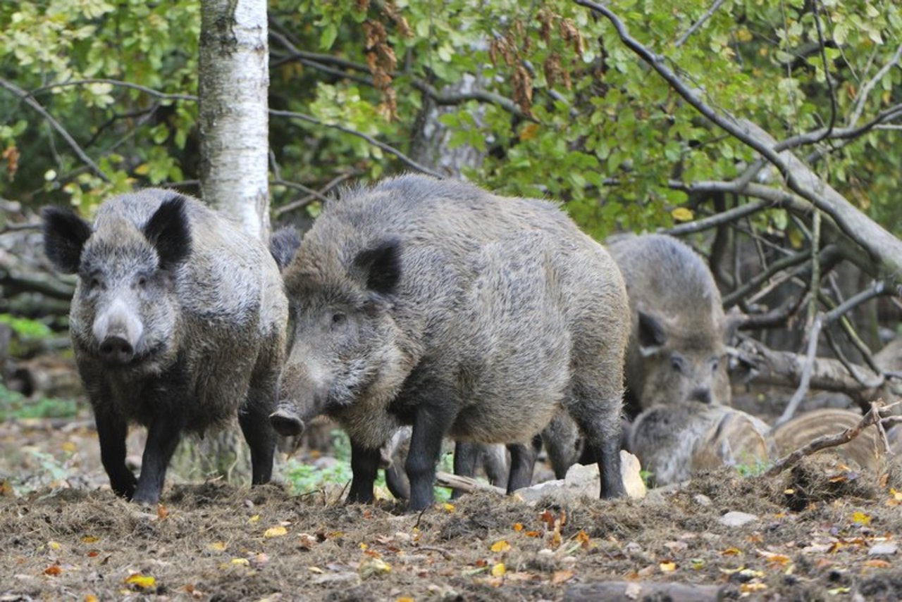 Wildschweine können die Afrikanische Schweinepest auf Hausschweine übertragen, auch über das Meer. (Bild Karin Jähne)
