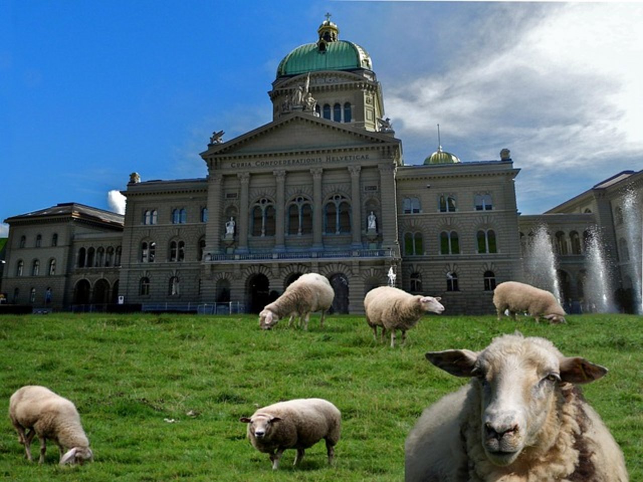 Schafe die vor dem 1. Januar 2020 geboren sind und nur eine Ohrmarke haben, müssen nachgekennzeichnet werden. (Bild Pixabay)
