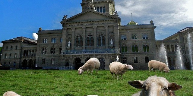 Schafe die vor dem 1. Januar 2020 geboren sind und nur eine Ohrmarke haben, müssen nachgekennzeichnet werden. (Bild Pixabay)