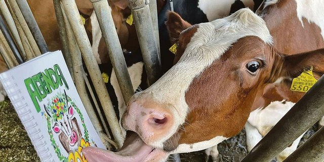 Die Landfrauenagenda 2023 ist erhältlich und sorgt selbst im Kuhstall für Aufsehen. «Kuh-l» ist das Thema im kommenden Jahr.