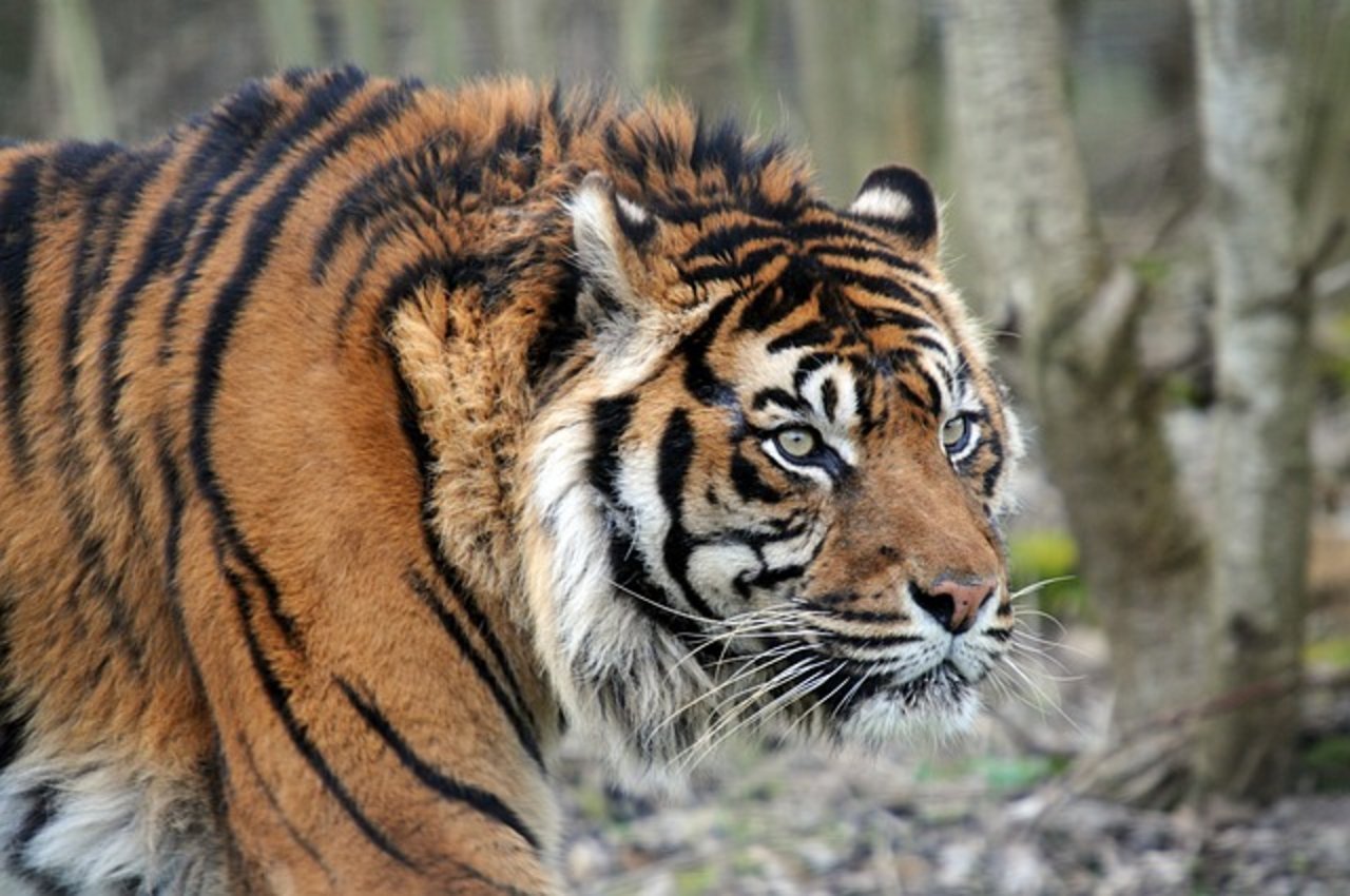 Der sibirische Tiger (auch Amurtiger) ist die grösste Unterart dieser Raubkatze. Weil die Tiere stark gefährdet sind, wird der Vorfall in Russland eine Untersuchung nach sich ziehen. (Bild Pixabay) 