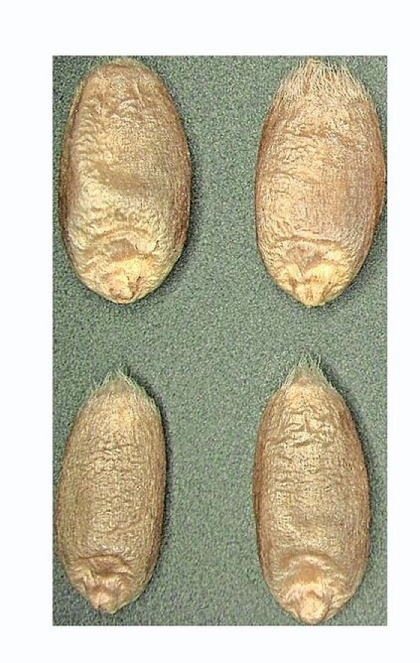 Das Korngewicht von Hosut-Weizen war bis zu 8 % höher.