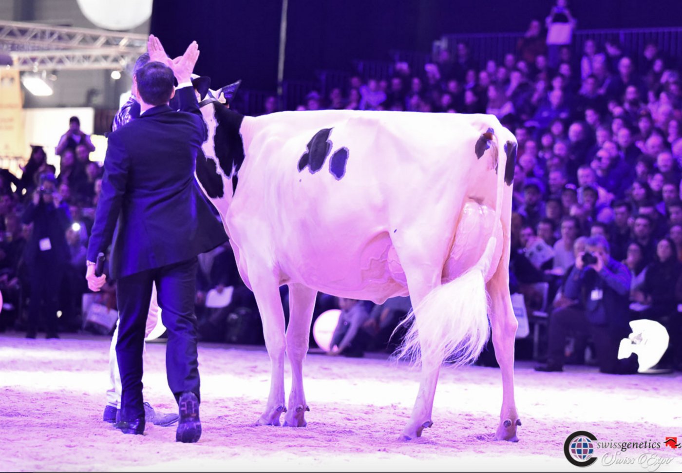 Intermediate Champion und -Schöneuter wurde die weisse Gobeli’s Durango Perry von Gobeli Holstein, Ruedi Gasser und Hansjürg Rätz aus Saanen BE. (Bild Cowsmo)