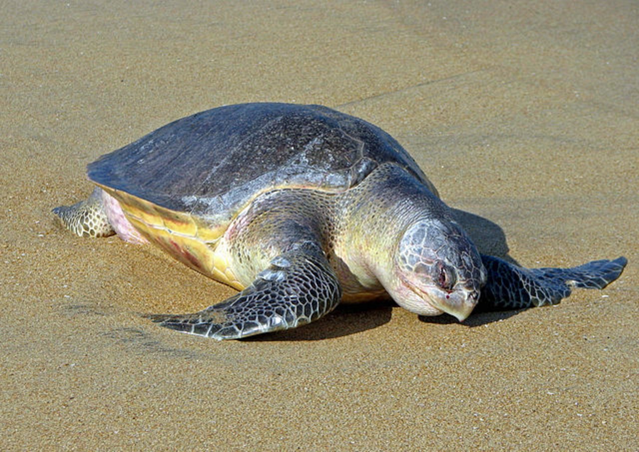 Wegen entferntem Müllkehrten die Oliv Bastardschildkröten an den Strand zurück. (Bild Bernard Gagnon - Eigenes Werk, Wikipedia)