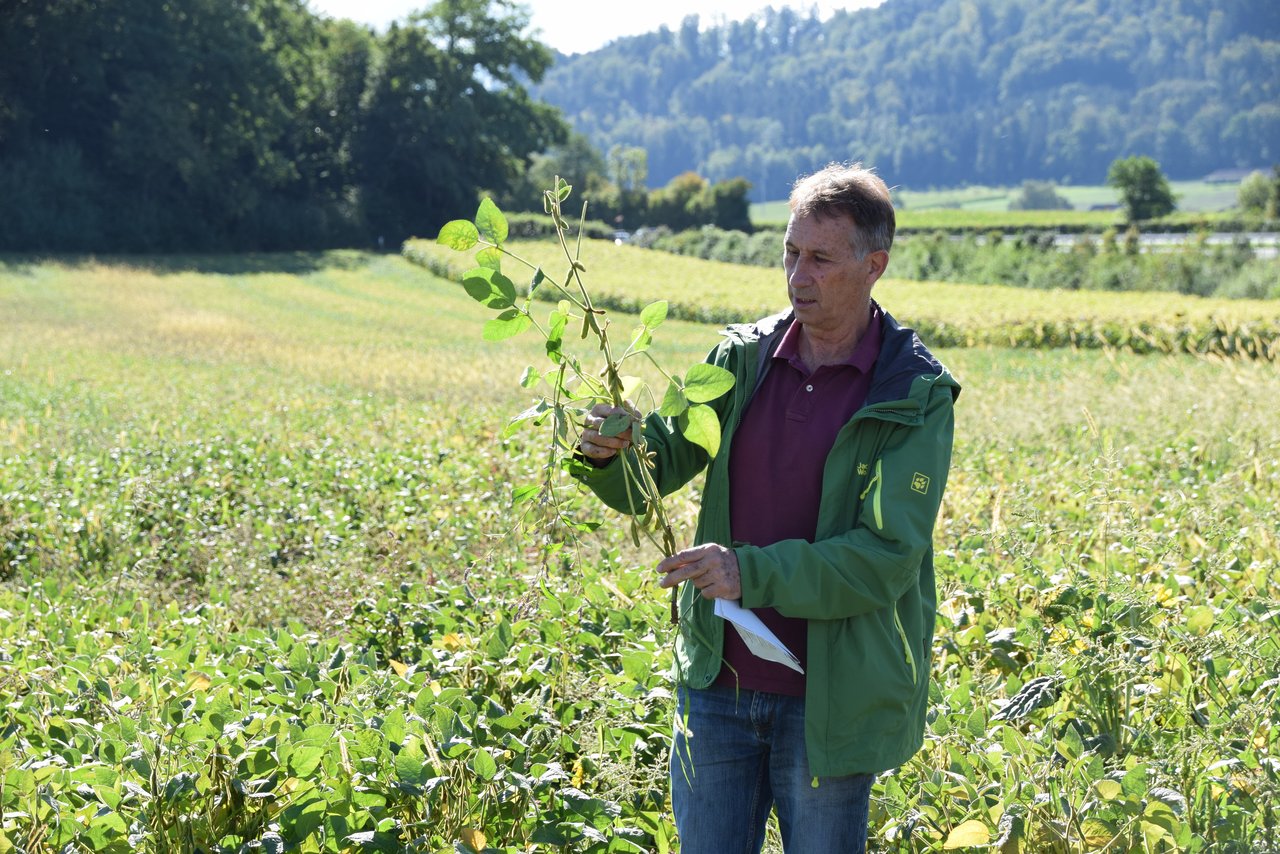 Der Kursleiter Hansueli Dierauer vor dem Bio-Sojafeld in Schüpfen. (Bild BauernZeitung/Sera J. Hostettler)