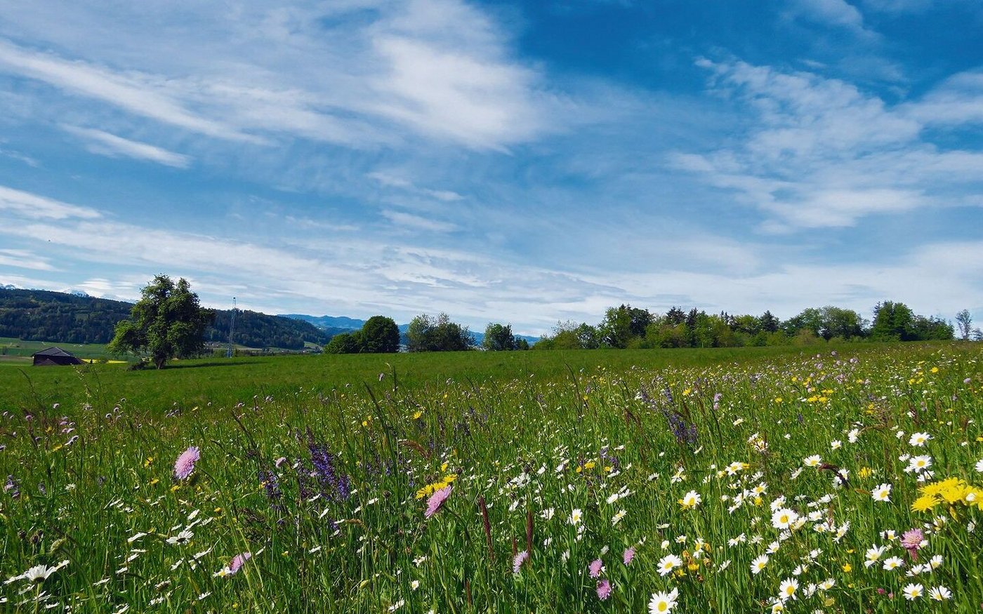 Diese artenreiche Blumenwiese bietet am Mauensee wertvollen Lebensraum für verschiedene Pflanzenarten.