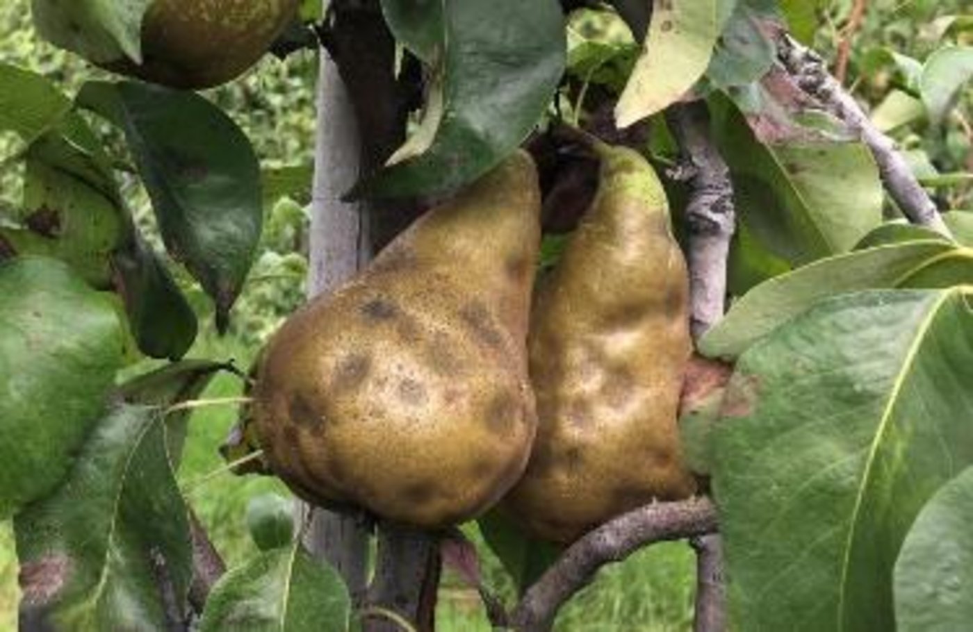 Einstiche der Marmorierten Baumwanze über den Sommer führen zu kraterförmigen Dellen. Das Fruchtfleisch unter der Delle ist ebenfalls steinig und teils verkorkt. (Bild Strickhof)