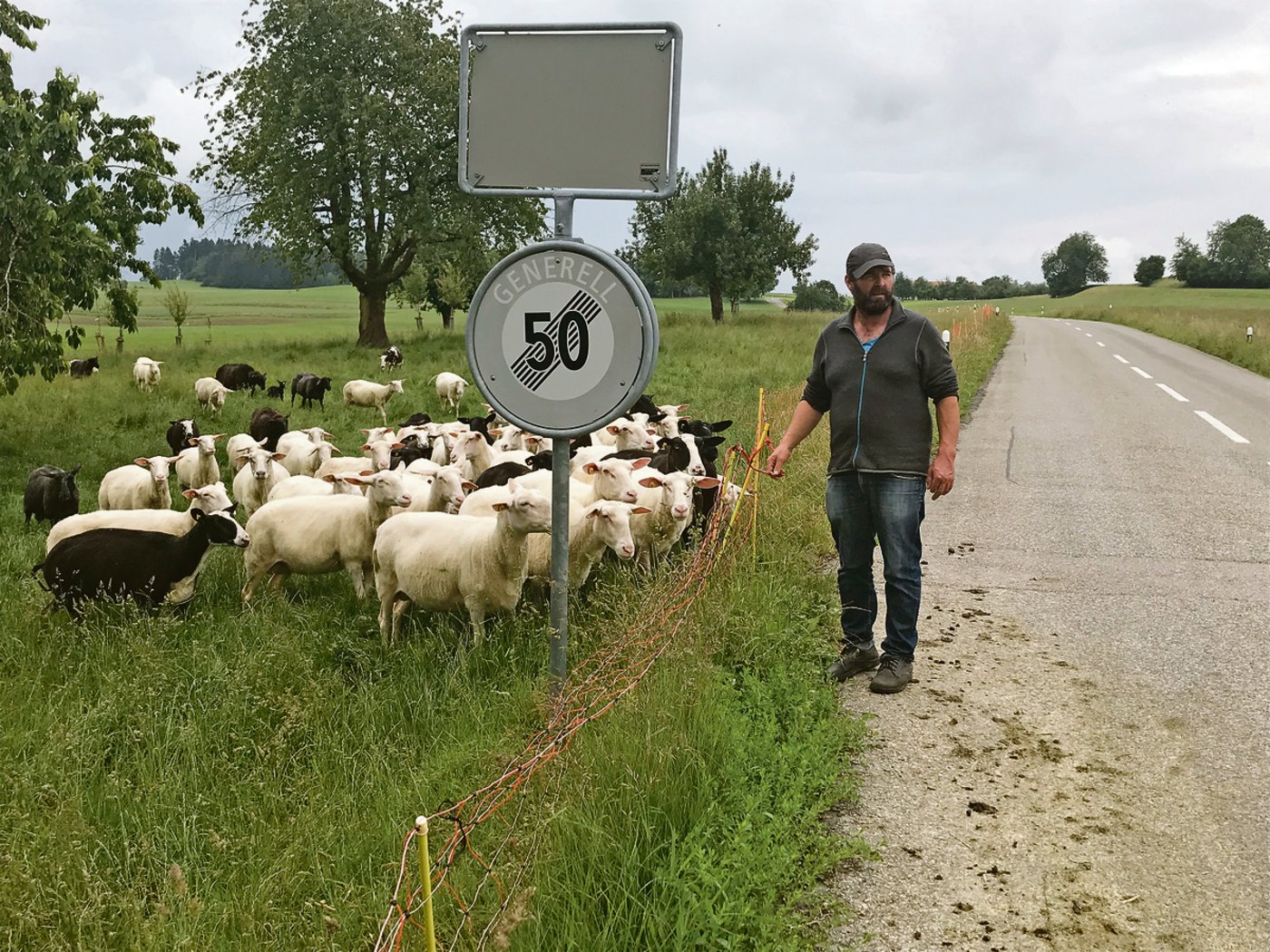 Die Herde von Hansjörg Ziegler umfasst etwa 100 Ostfriesische Milchschafe samt zwei, drei Böcken.