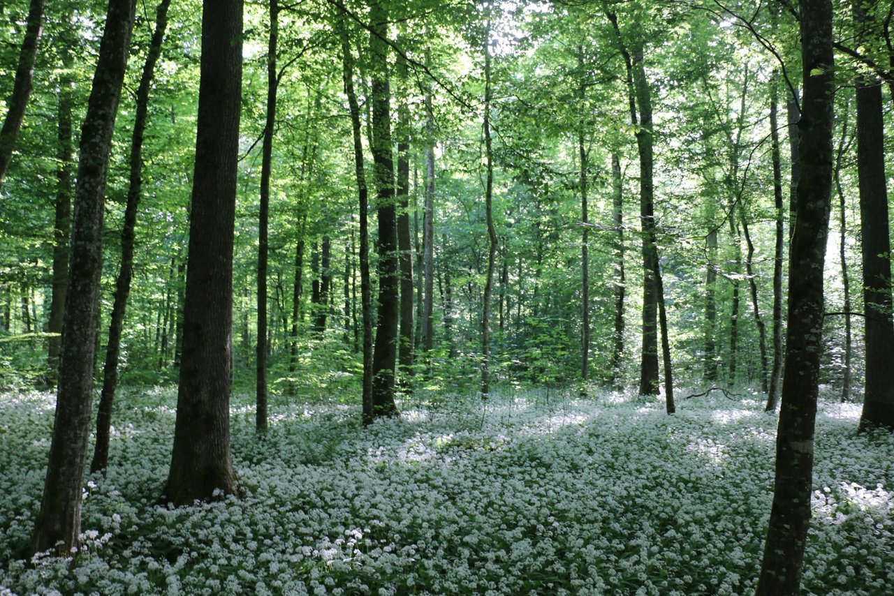 Der Lachenhau im Güttinger Wald entwickelte sich nach der Aufforstung auch zum beliebten Bärlauchgebiet. 
