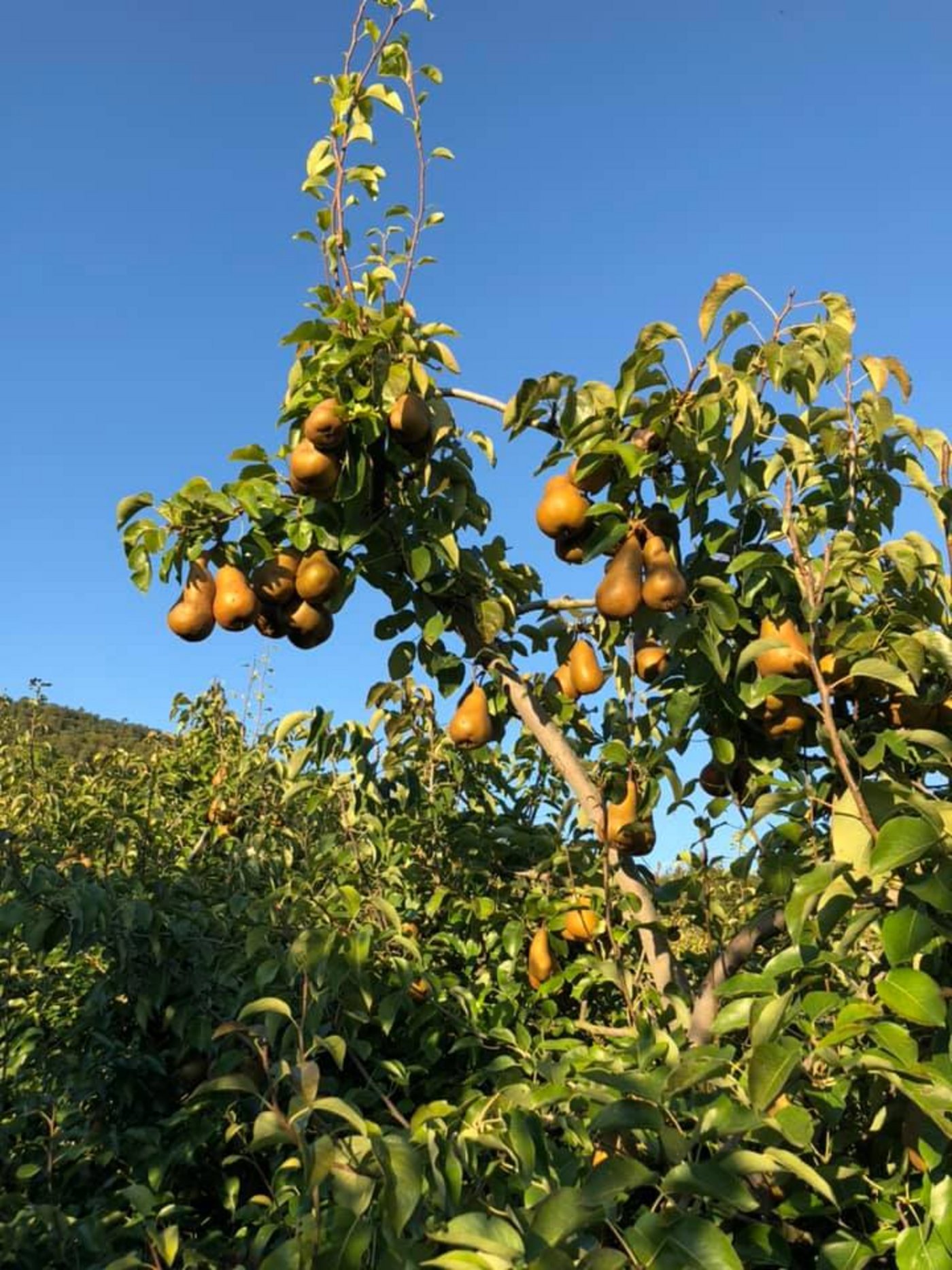 Bereits im vergangenen Jahr hatte der Baure mit Wanzen zu kämpfen, doch dieses Mal waren es viel mehr.
